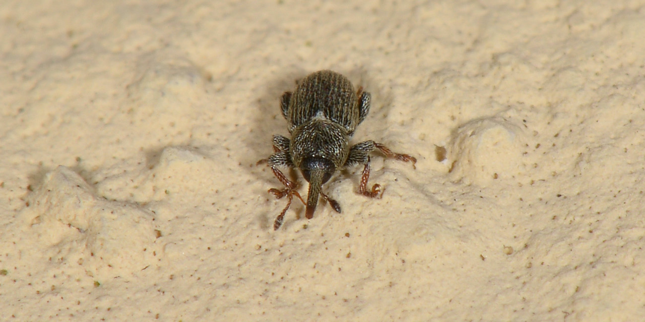 Curculionidae:  Tychius curtirostris